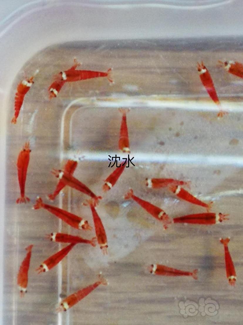 【虾】2020-03-12#RMB拍卖超级红10只。-图2
