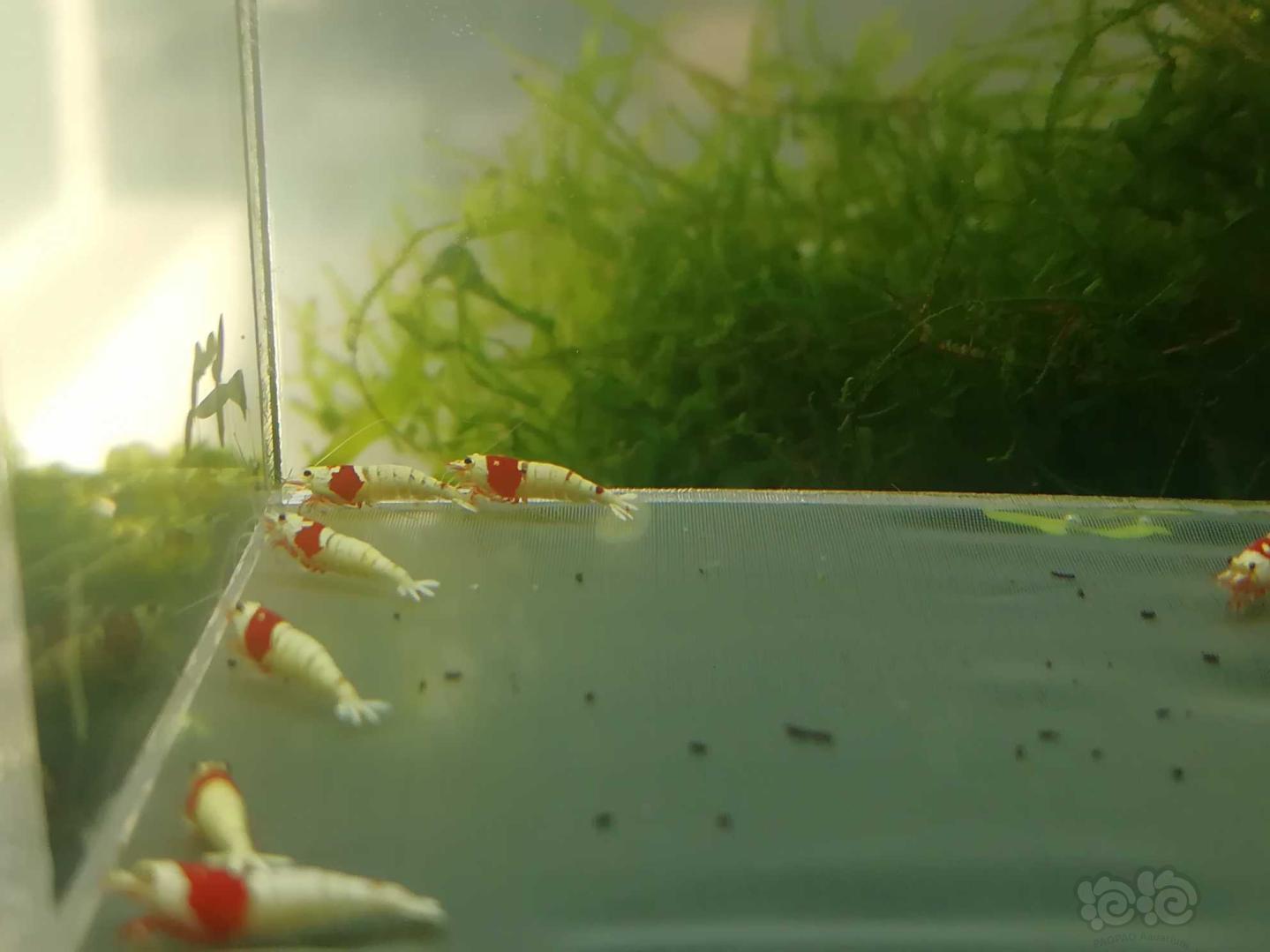 【虾】2020-03-15#RMB拍卖#红白纯血白躯水晶虾一份10只-图2
