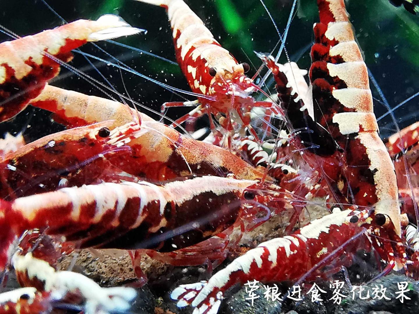 【用品】2020-03-09#RMB拍卖瑾福虾粮三种一套—02-图7