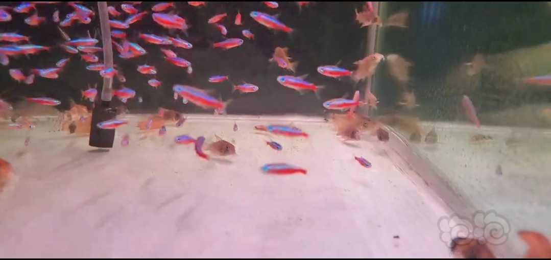 【热带鱼】鼠鱼，异形，灯科鱼-图1