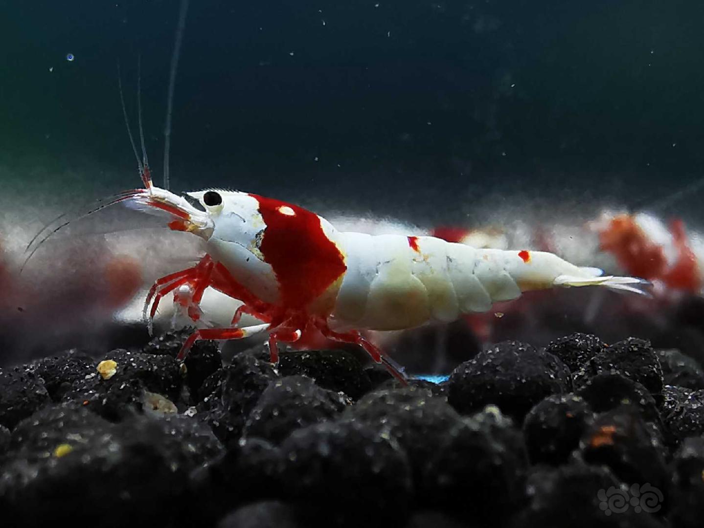 经典红白水晶虾-图3