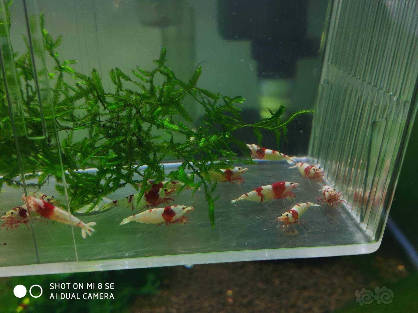【虾】2020-03-23＃RMB拍卖纯血红白系统虾20只（10母10公1.4-1.8cm左右大小，-图2