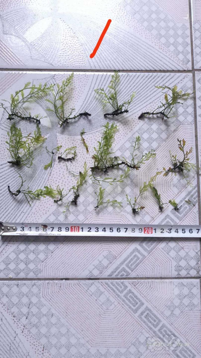 【用品】2020-3-25#RMB拍卖黑木蕨1份-图1
