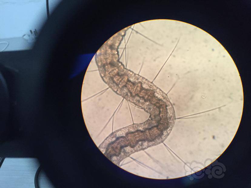 我在鱼缸里抓到的虫用显微镜看了下震惊