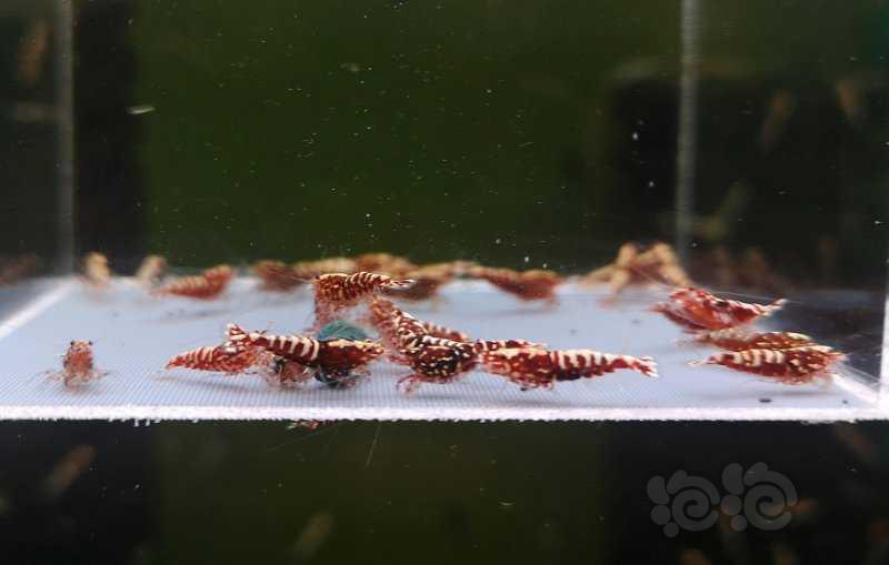 【虾】2020-3-7#RMB拍卖红银河幼虾25只-图2