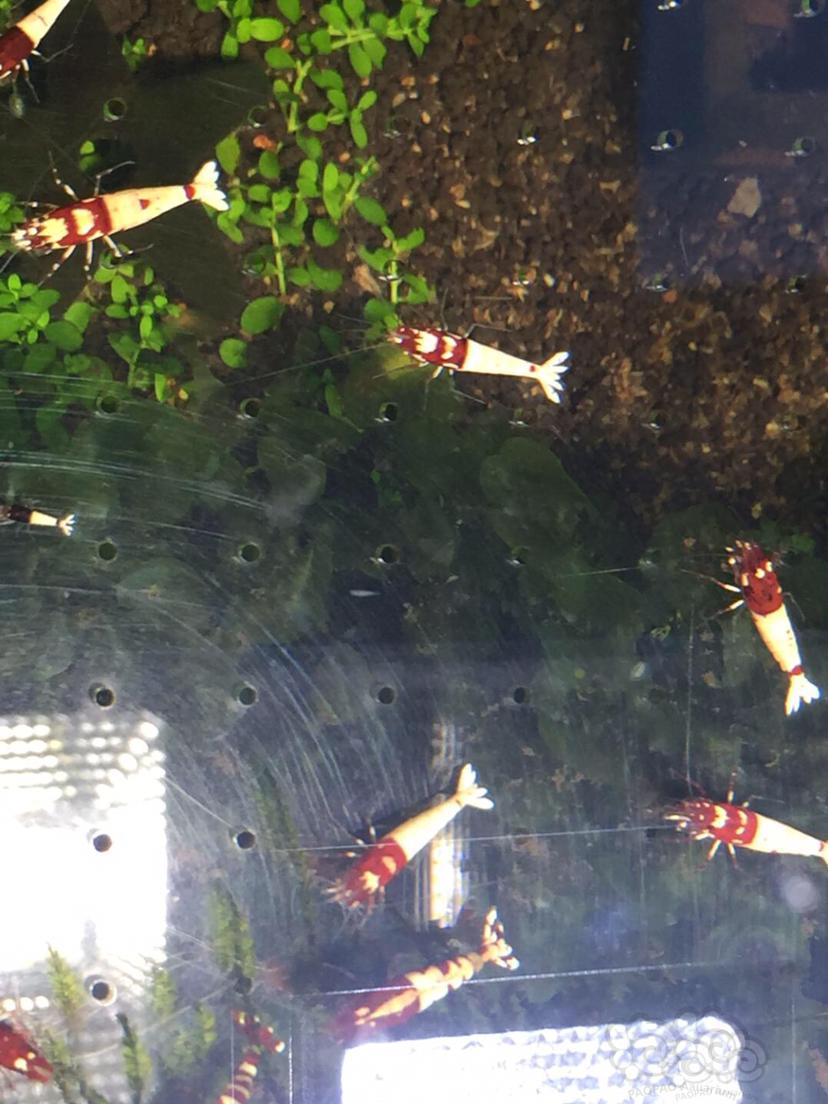 【水晶虾】清缸上岸出280只红姘头水晶虾-图3