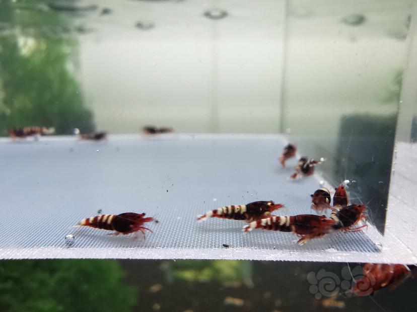 【虾】2020-03-21#RMB拍卖深色、红斑马一份15只-图3
