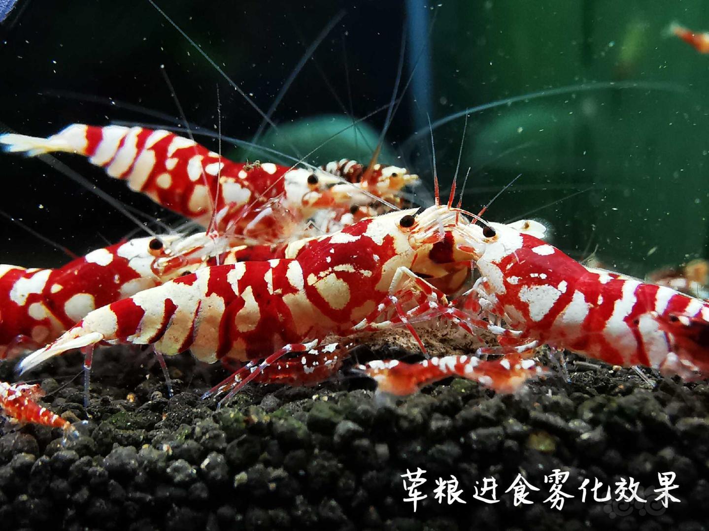 【虾】2020-3-29#RMB拍卖瑾福水晶虾粮套装一套-图7