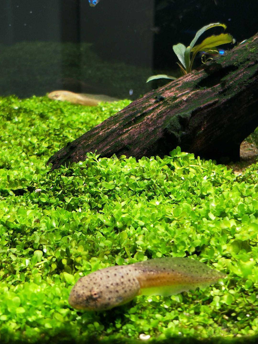 草缸里下了11条牛蛙蝌蚪