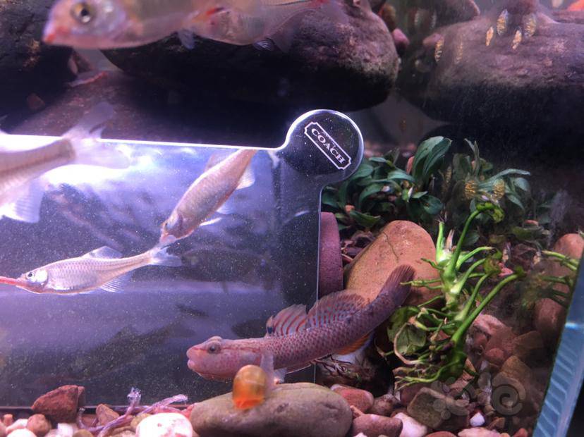 玩玩原生还是安逸 - 泡泡水族