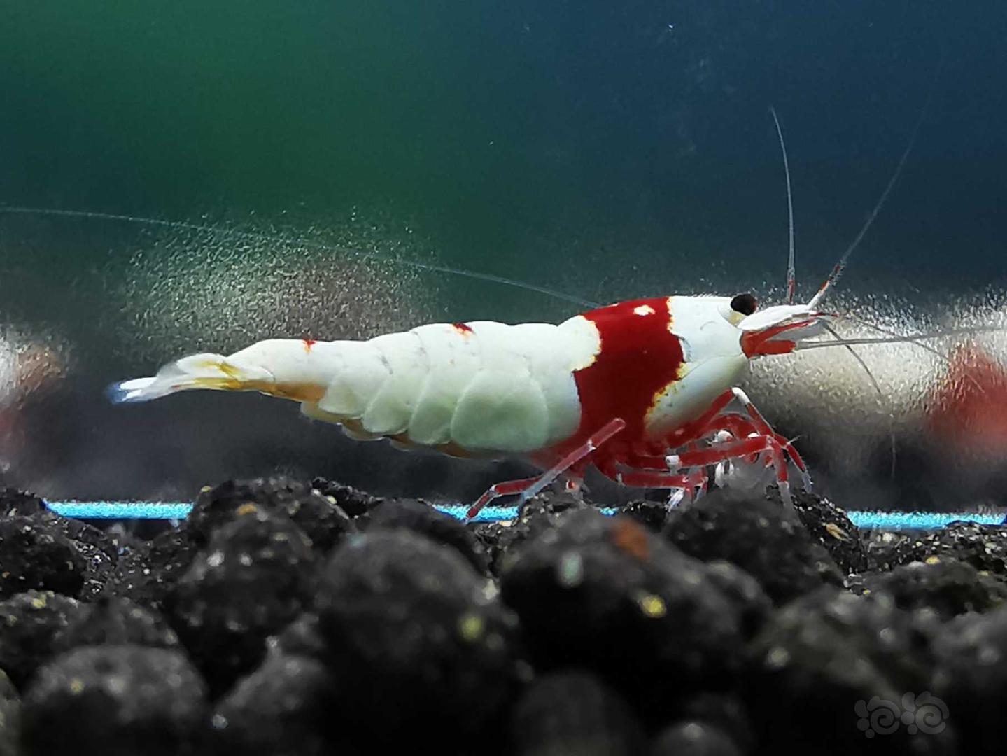 【虾】2020-3-31#RMB拍卖红白水晶虾一对-图2