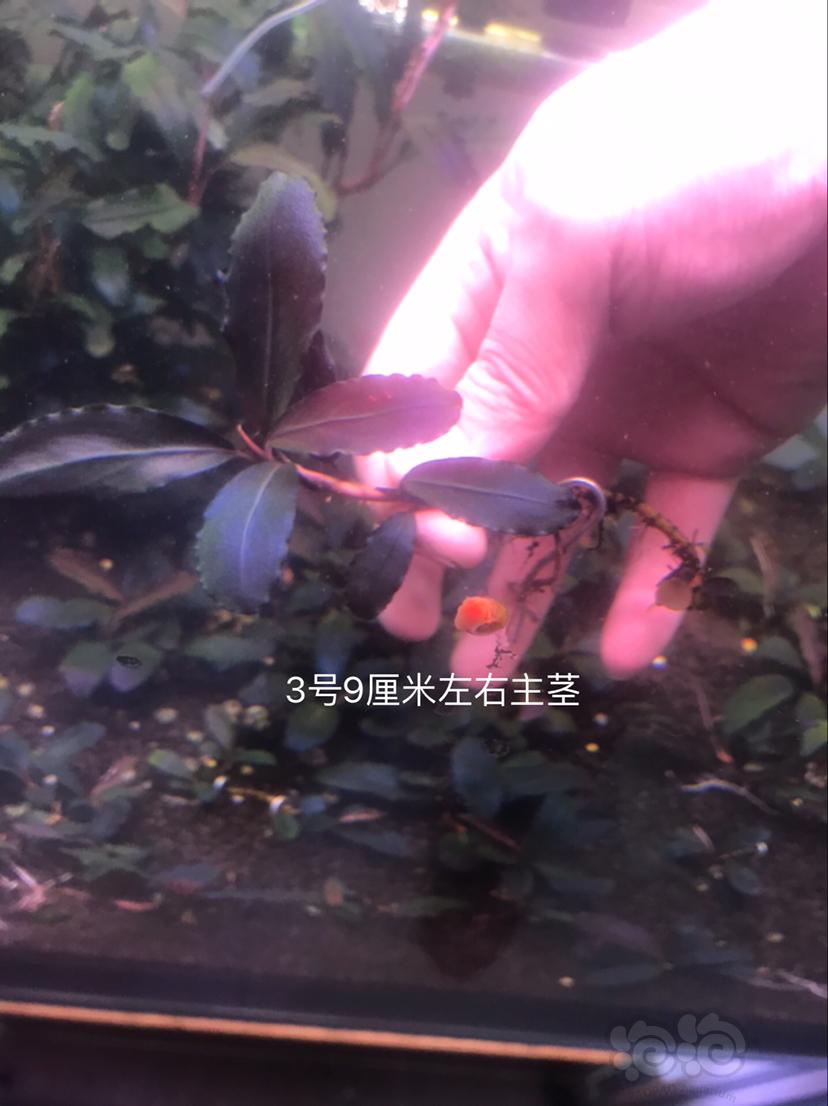 【辣椒榕】北京出售几颗11蓝壮株-图3