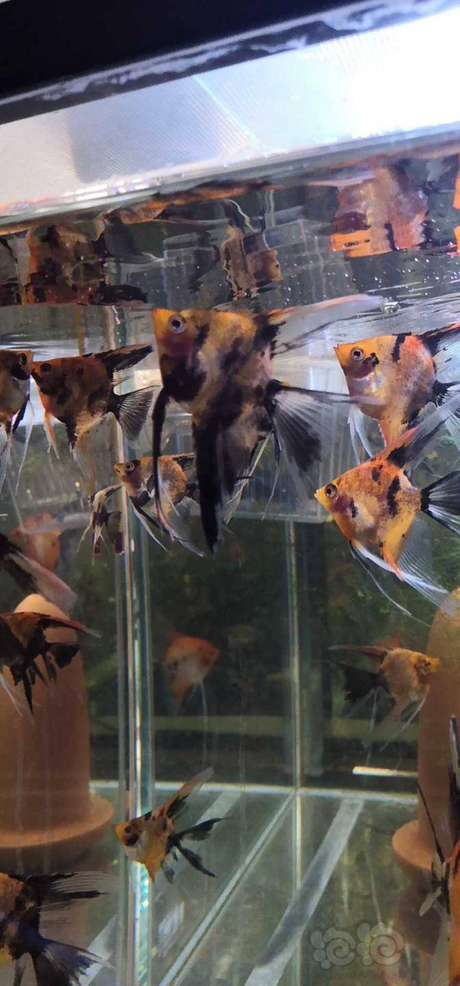 【其它】台湾大红袍燕鱼