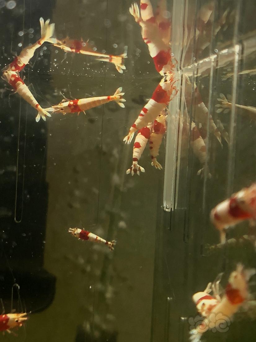 【虾】2020-3-28#RMB拍卖#红白水晶虾一份20只-图9