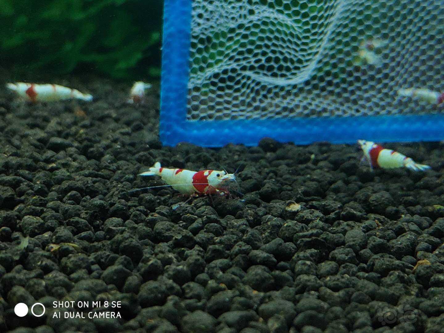 【虾】2020-03-23＃RMB拍卖纯血红白系统虾20只（10母10公1.4-1.8cm左右大小，-图7
