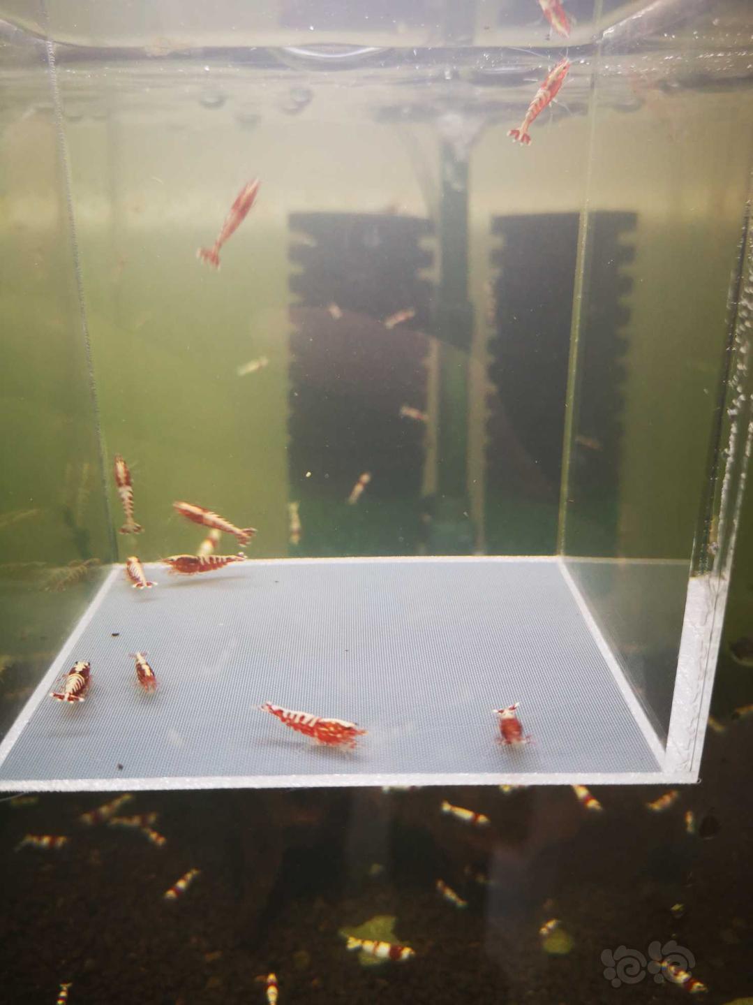 【虾】2020-3-3#RMB拍卖#红银河鱼骨水晶虾一份10只-图3