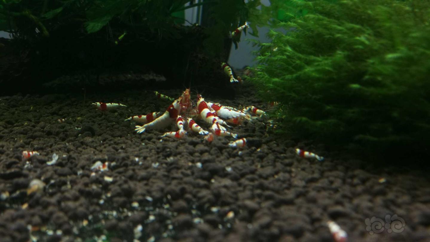 【虾】2020-03-28#RMB拍卖#红白水晶虾一份8只-图6