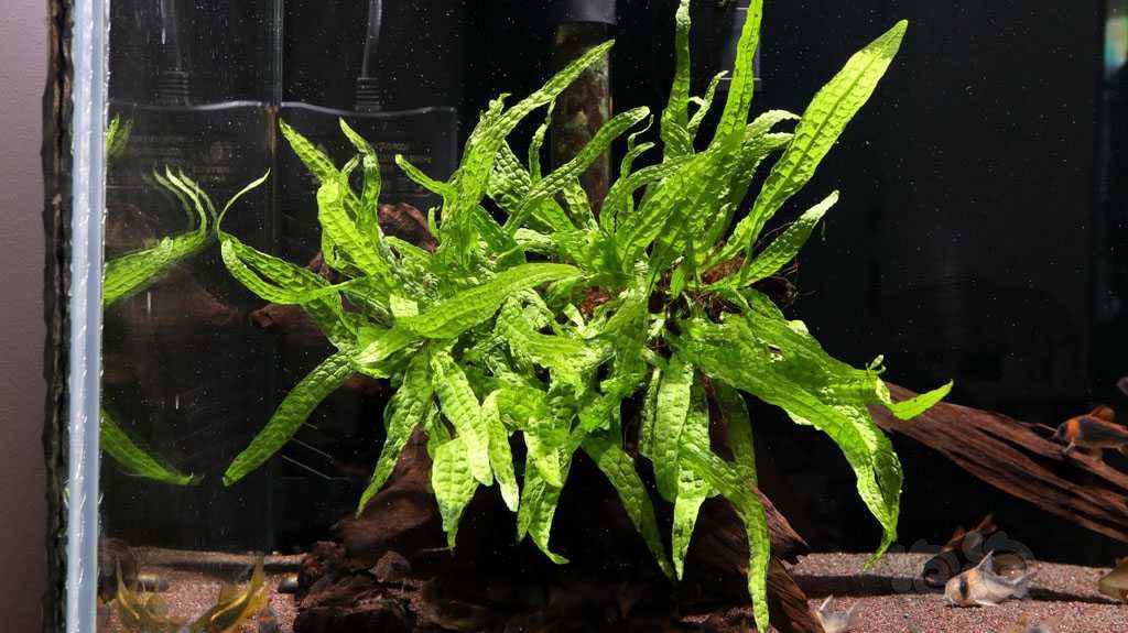 出菲律宾铁皇冠价廉物美