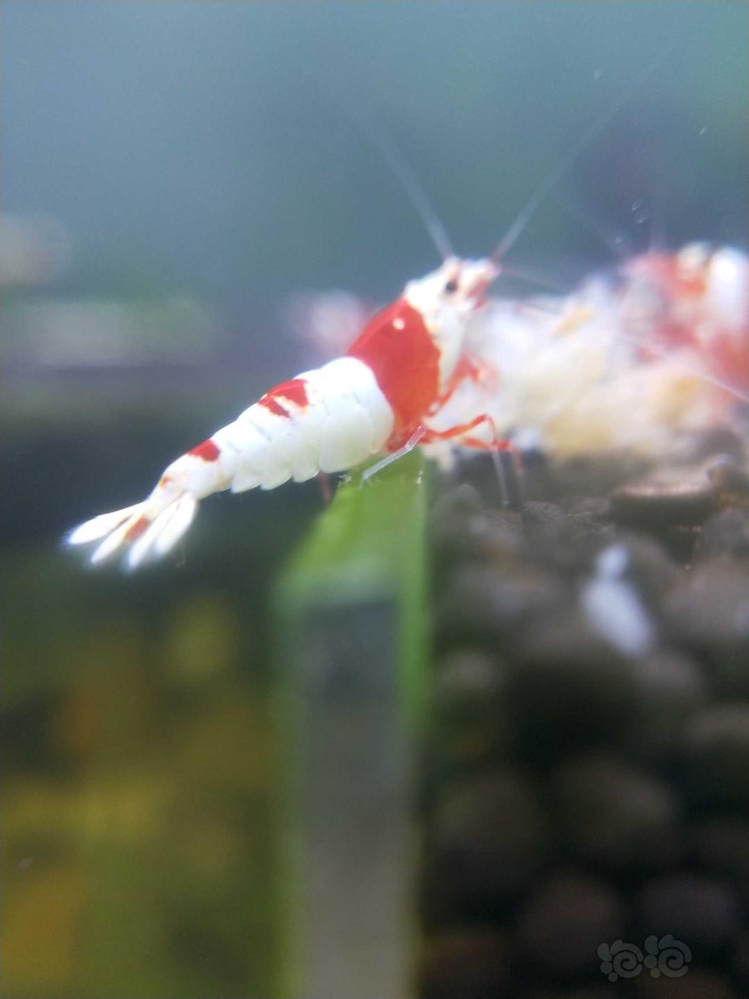 经典系统红白水晶虾，晒晒-图3