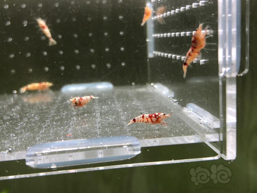 【虾】2020-03-08RMB拍卖红花虎公虾10只-图4
