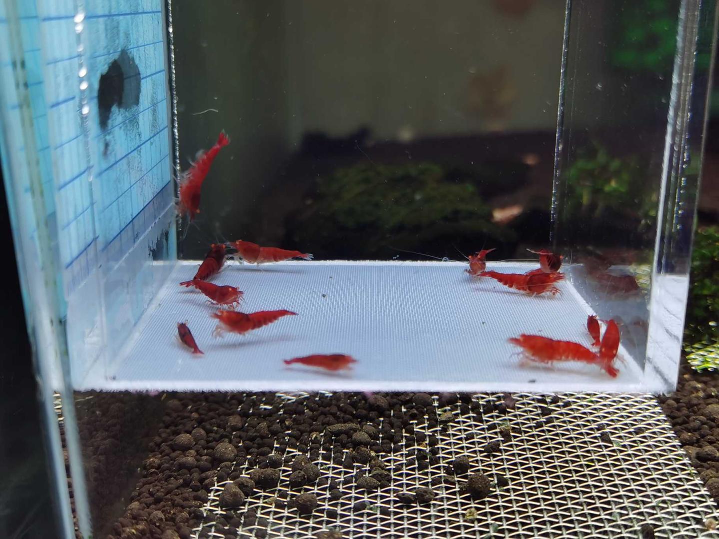 【虾】2020-03-21#RMB拍卖金眼红钻水晶虾-图3