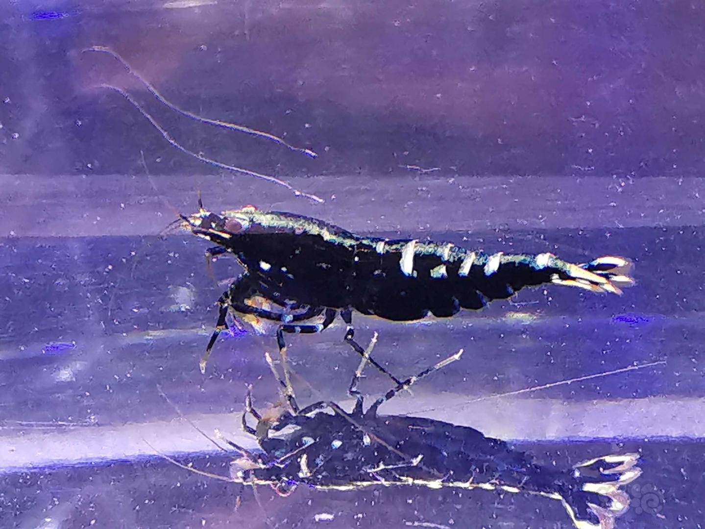 20200314rmb拍卖银河斑马银河鱼骨水晶虾一份3只成虾27只小虾