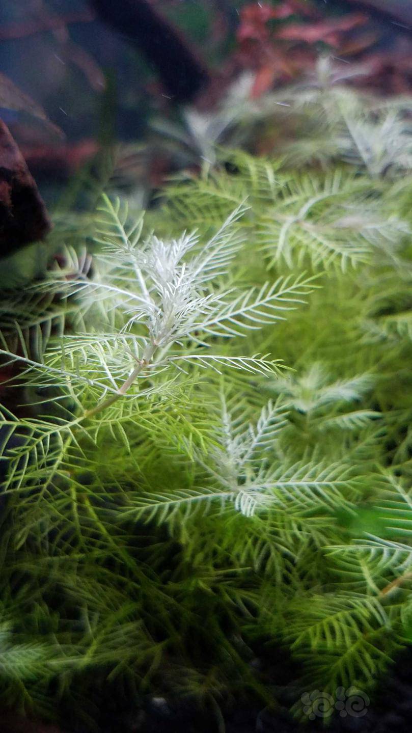 雪花羽毛水草顶部发白