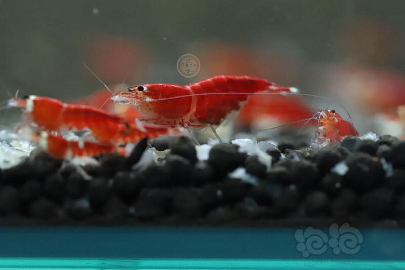 【虾】2020-03-10#RMB拍卖超级红十只。-图3