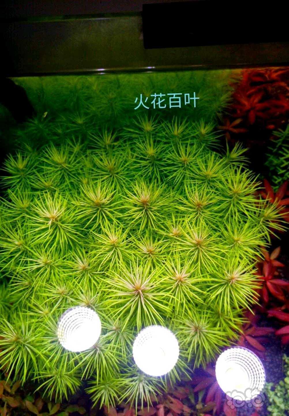 【辣椒榕】出售：自养水草，坐标山东聊城-图1
