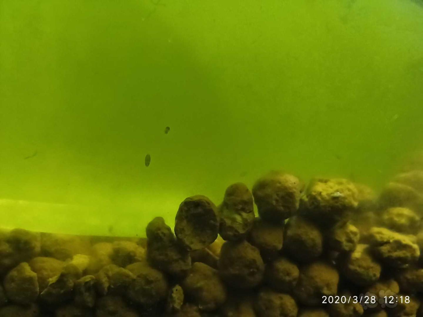 水跳蚤灯关出来吃藻 求消灭-图3