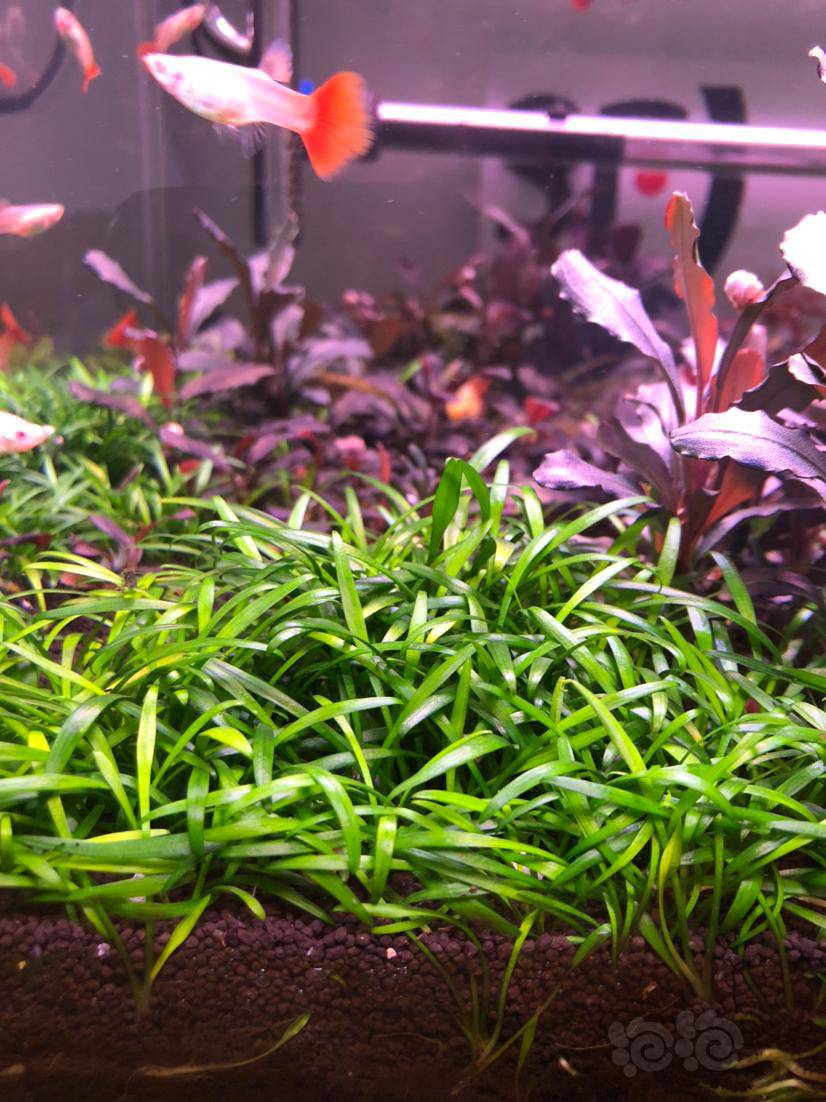 椒草 迷你出迷你椒 帕夫椒 0.8元一棵无藻 发货地河北唐山