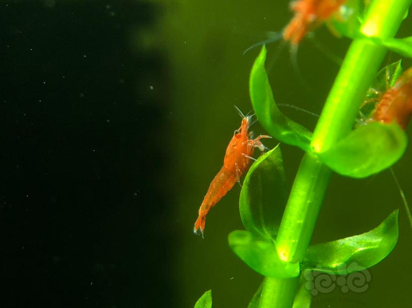 大红虾和小苗子-图3