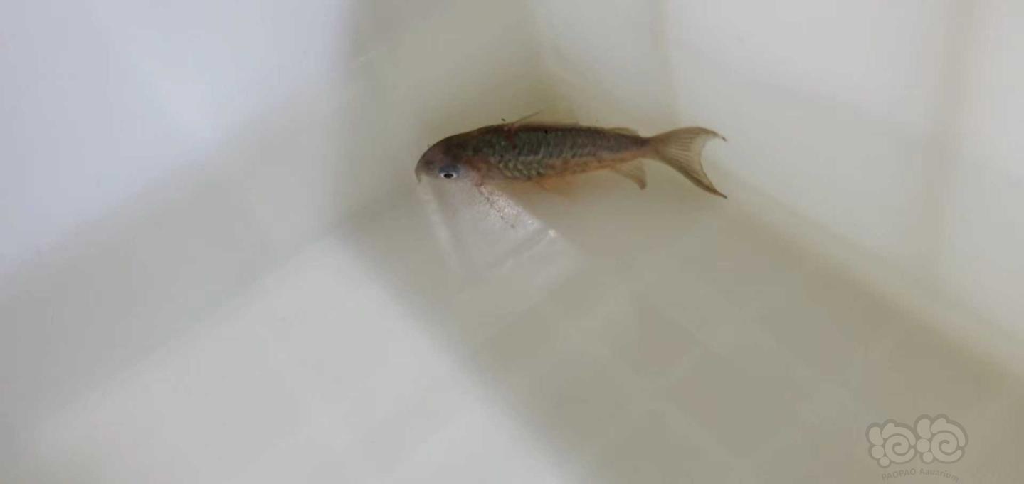 【热带鱼】鼠鱼，异形，灯科鱼-图9