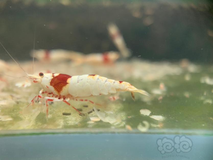 【虾】2020-03-28#RMB拍卖系统红白水晶虾一对-图2
