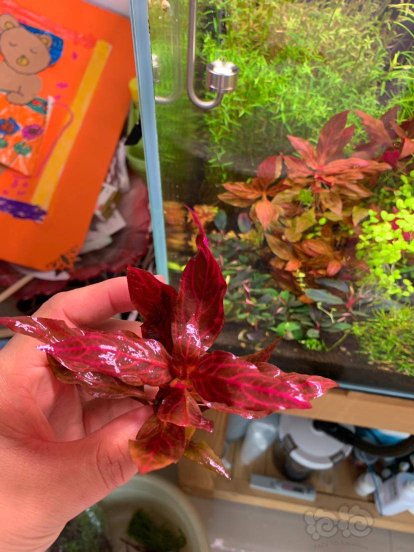 出水草莫斯顺丰包邮