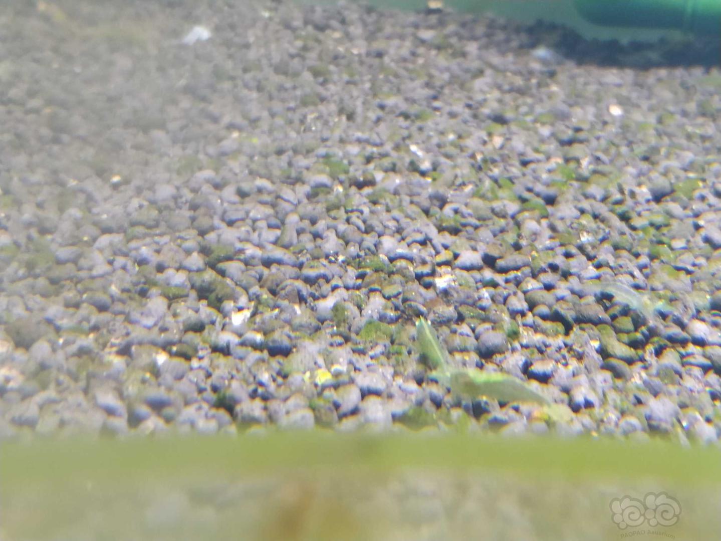发几张虾的照片綠晶虾-图3