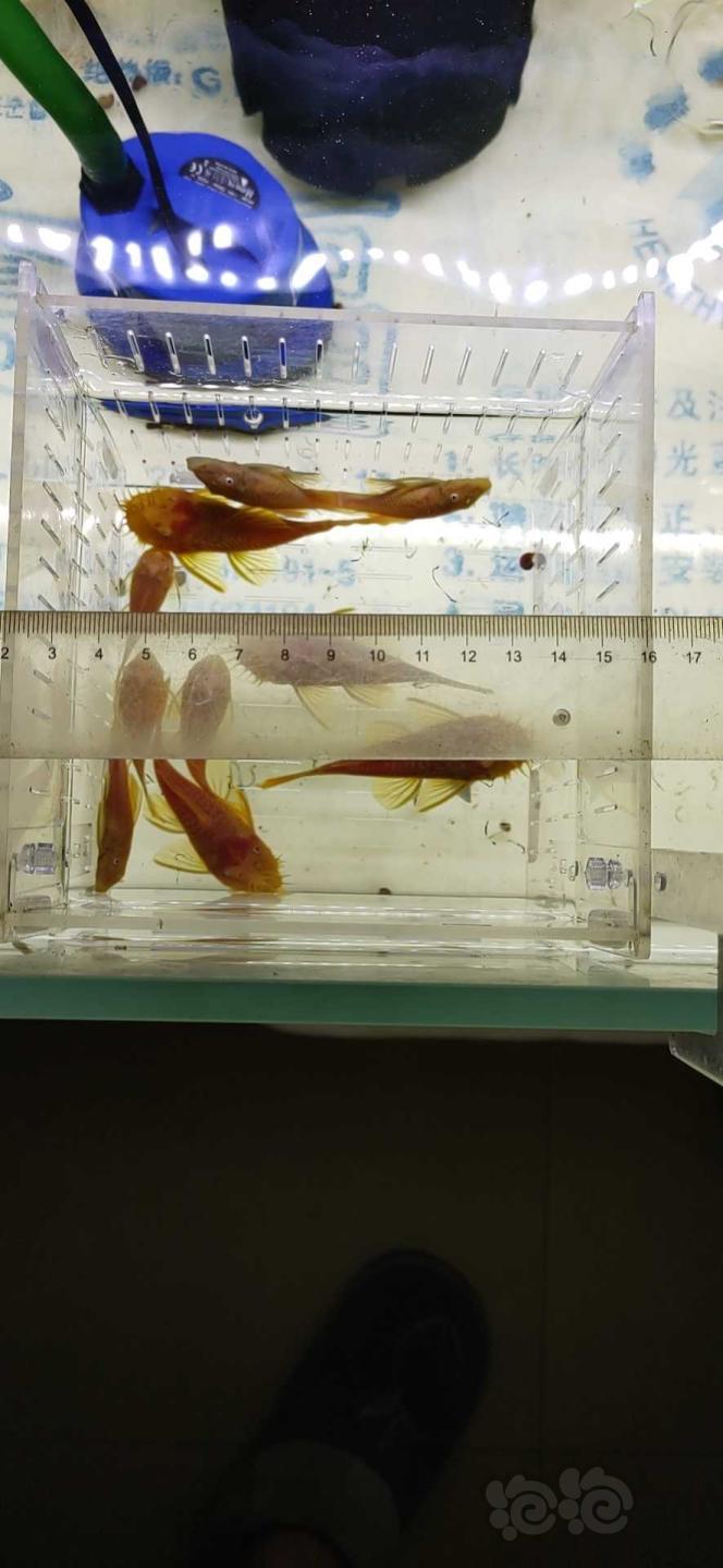 【热带鱼】出24k红眼胡子在线繁殖组4公6母555元不包邮-图6