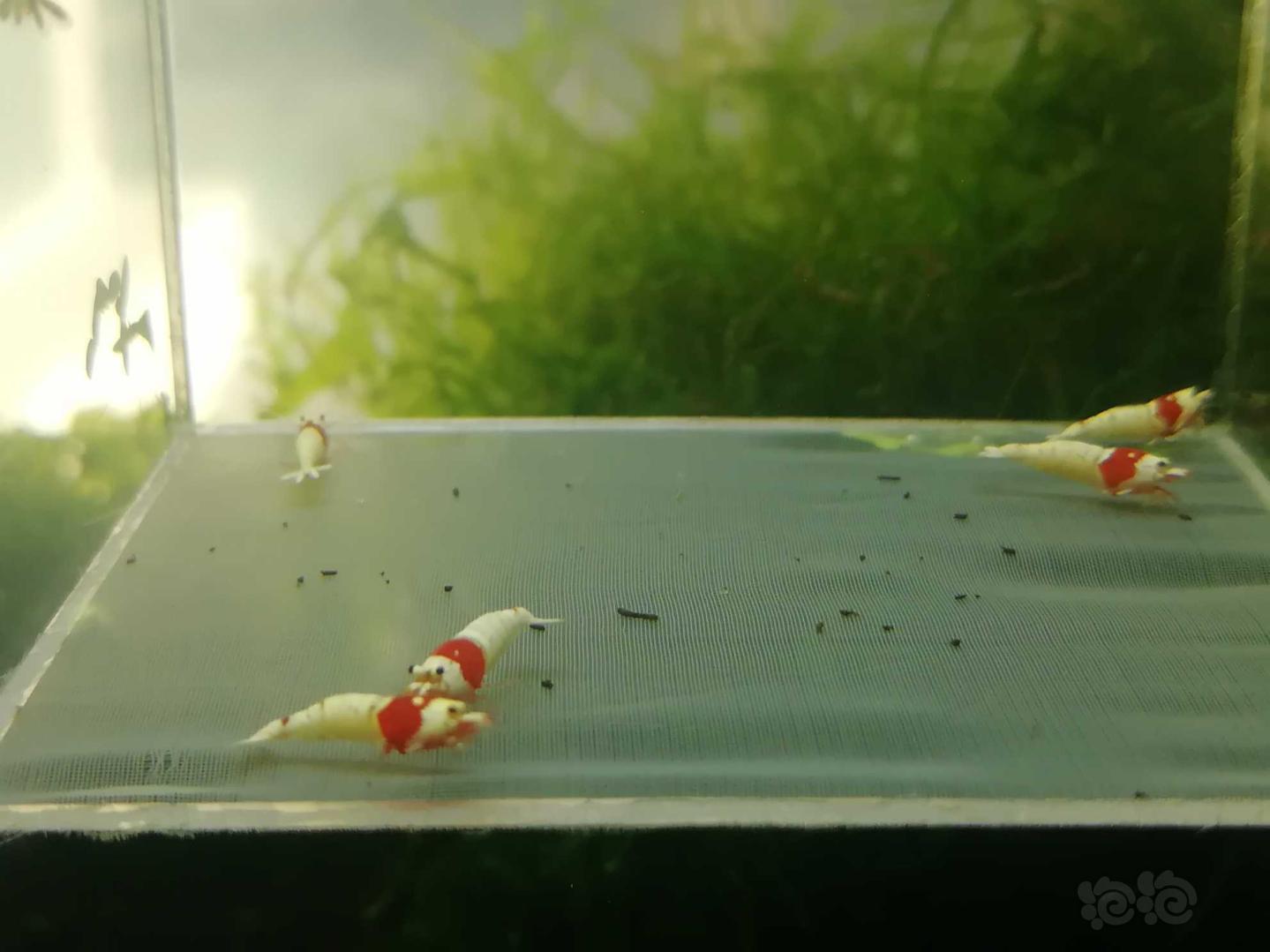 【虾】2020-03-15#RMB拍卖#红白纯血白躯水晶虾一份10只-图5