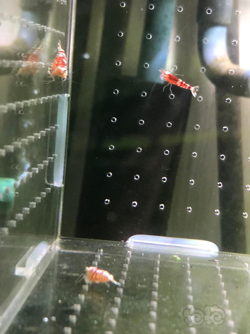 【虾】2020-03-26#RMB拍卖红花虎9只-图9