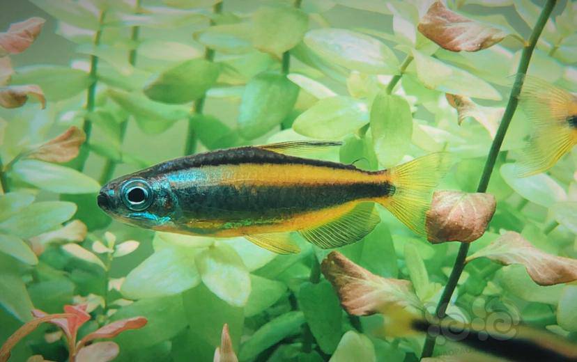 灯科鱼翻缸留念一周年的灯鱼梦