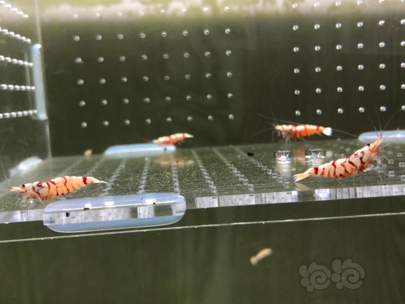 【虾】2020-03-20#RMB拍卖太极花虎公虾10只-图4