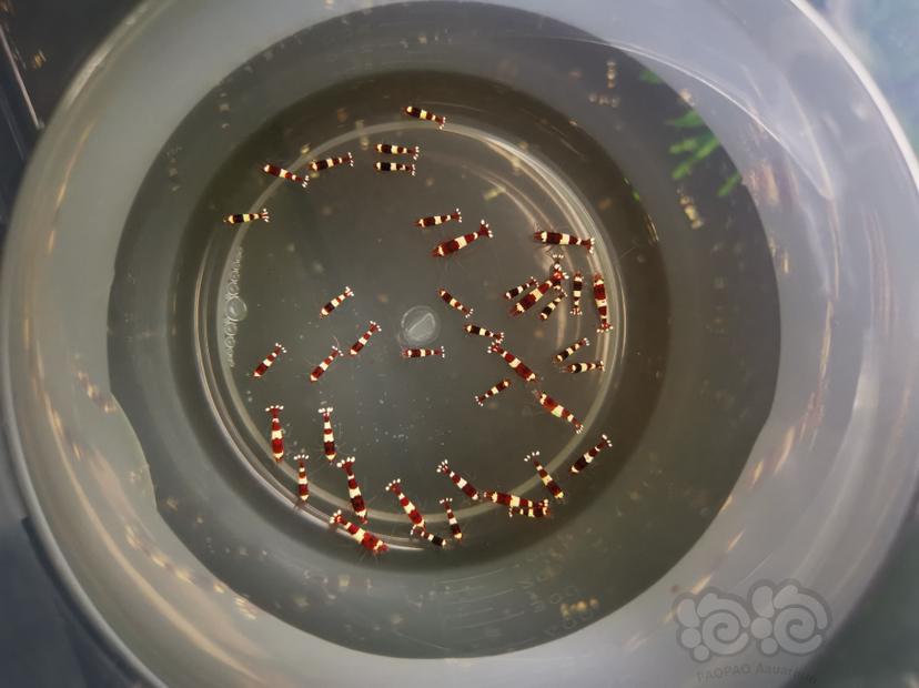 【虾】2020-03-07#RMB拍卖酒红熊猫幼虾一组40只-图4