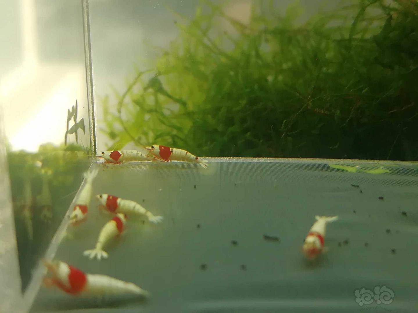 【虾】2020-03-15#RMB拍卖#红白纯血白躯水晶虾一份10只-图1