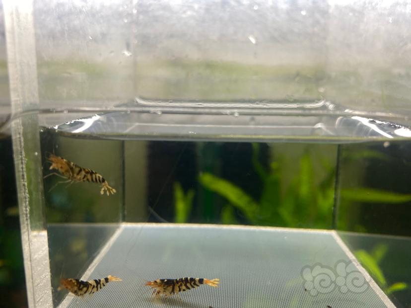 【虾】2020-3-31#RMB拍卖黑花虎3只-图4