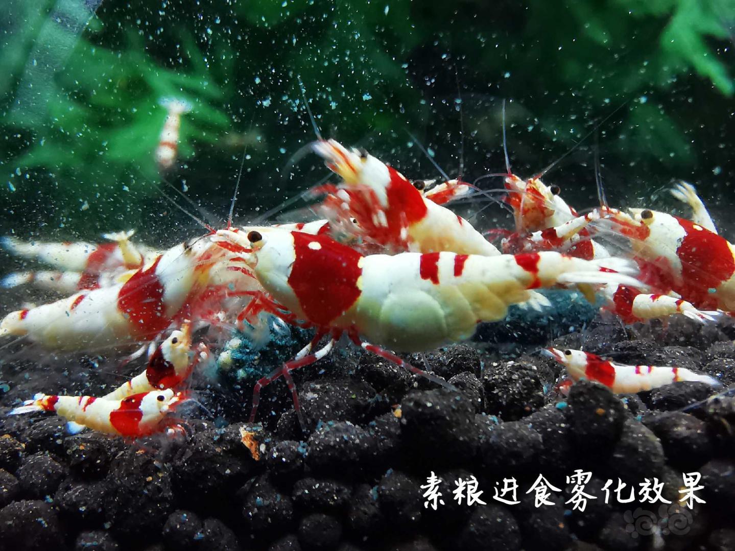 【虾】2020-3-29#RMB拍卖瑾福水晶虾粮套装一套-图6