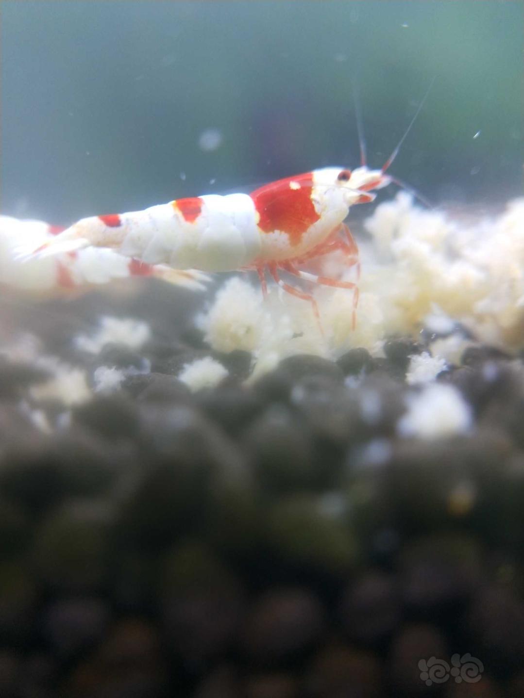 经典系统红白水晶虾，晒晒-图1