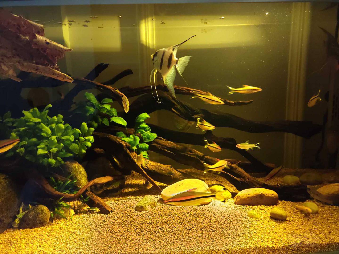 入了几条食土鲷 真的很好看 南美缸的魅力就在夜晚-图1