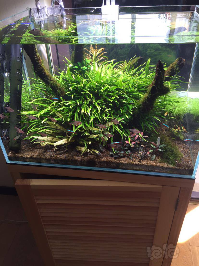 细叶铁叶片黑点