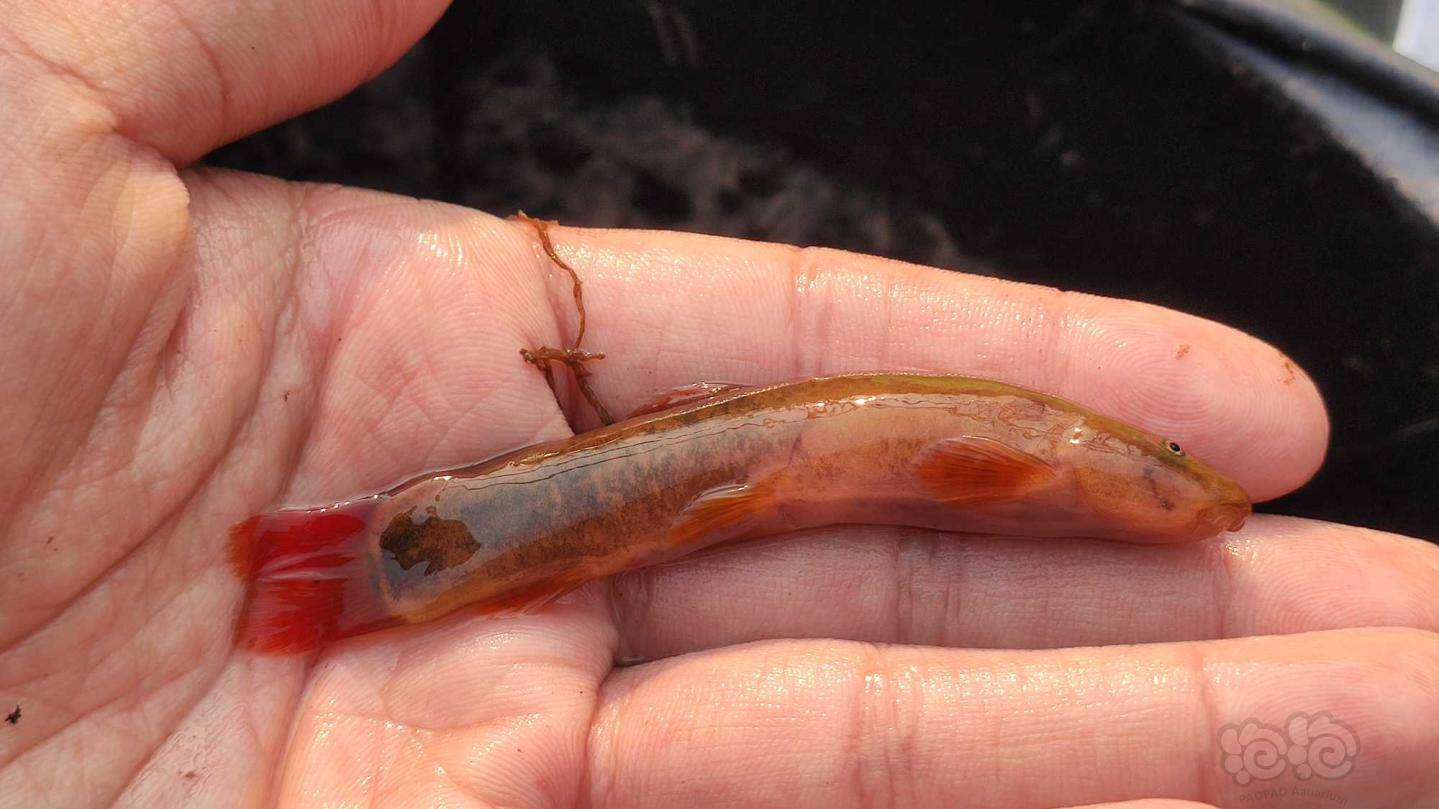 好久没来也不知道是不是发这个位置原生鱼