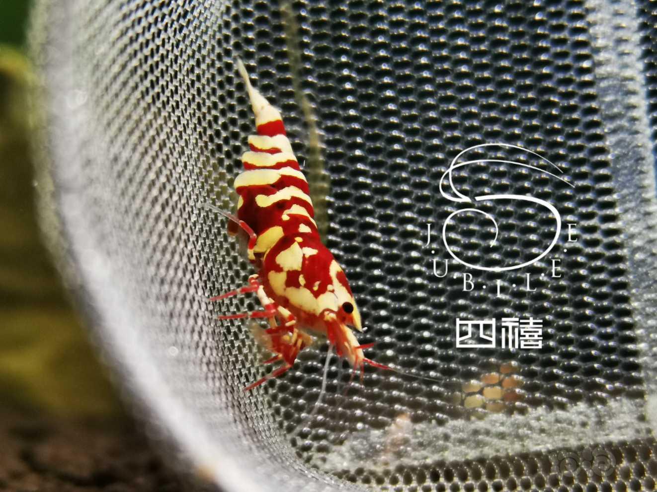 勃艮第红  花虎虾-图8